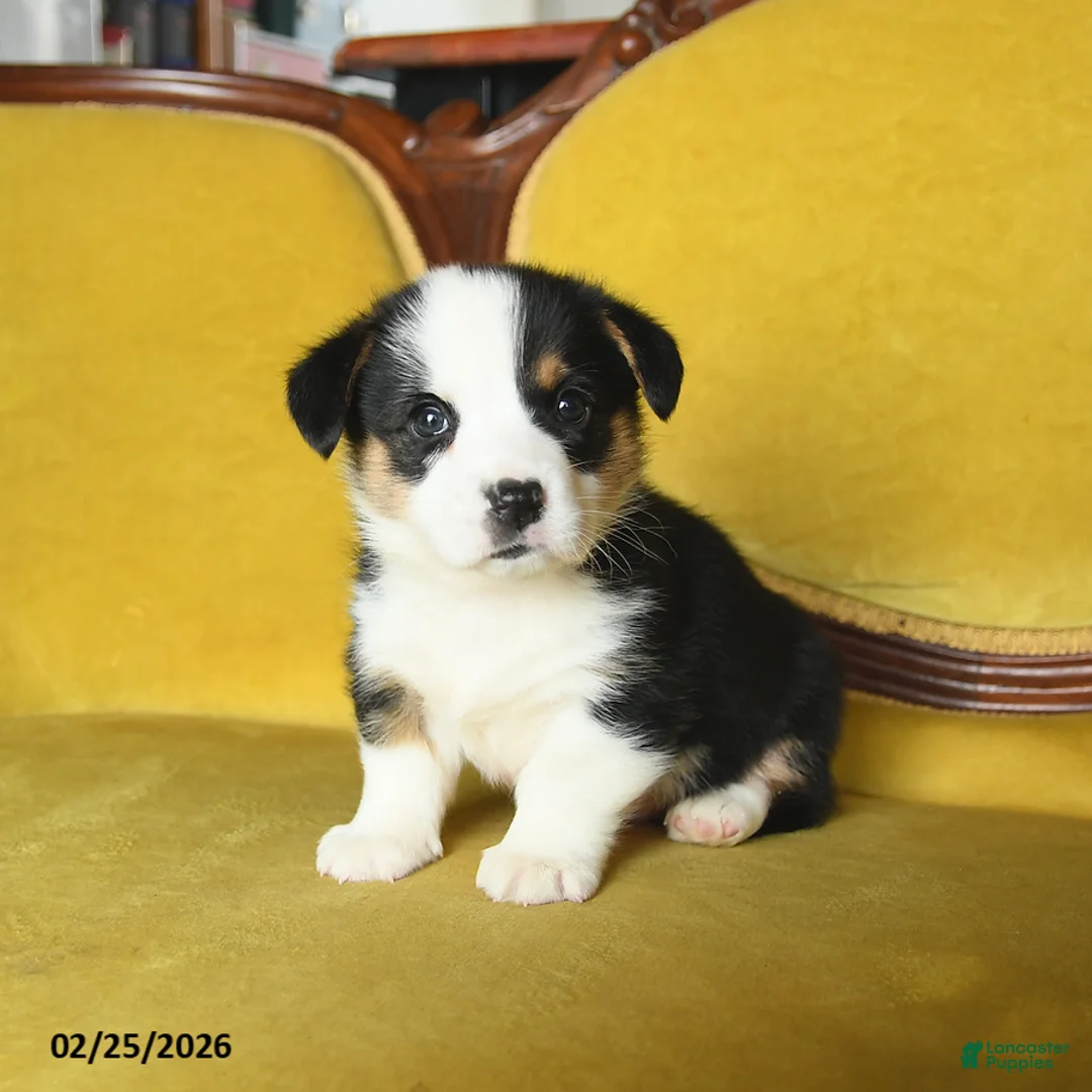 Welsh Corgi Pembroke dogs for sale: Titus - Ad 4