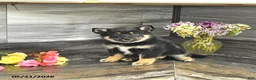 Pomsky dogs for sale: Jenna - Ad 4