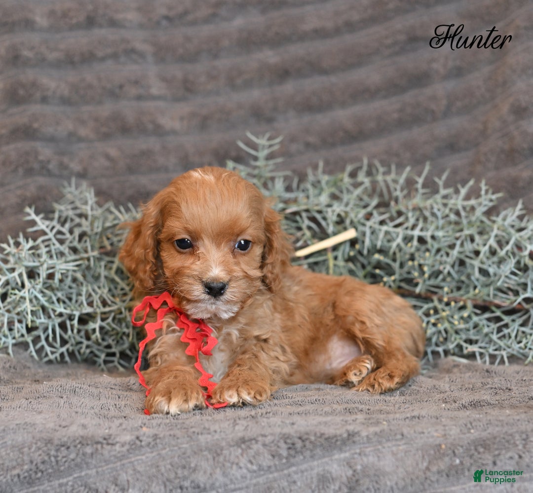 Cockapoo dogs for sale: Hunter - Ad 2