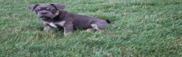 French Bulldog dogs for sale: Harry - Ad 4