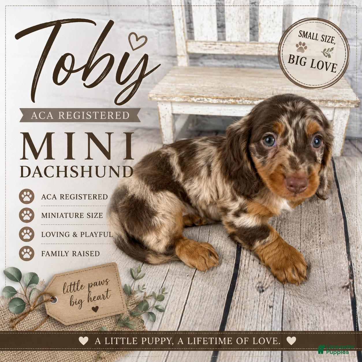 Miniature Dachshund dogs Toby - Ad 1