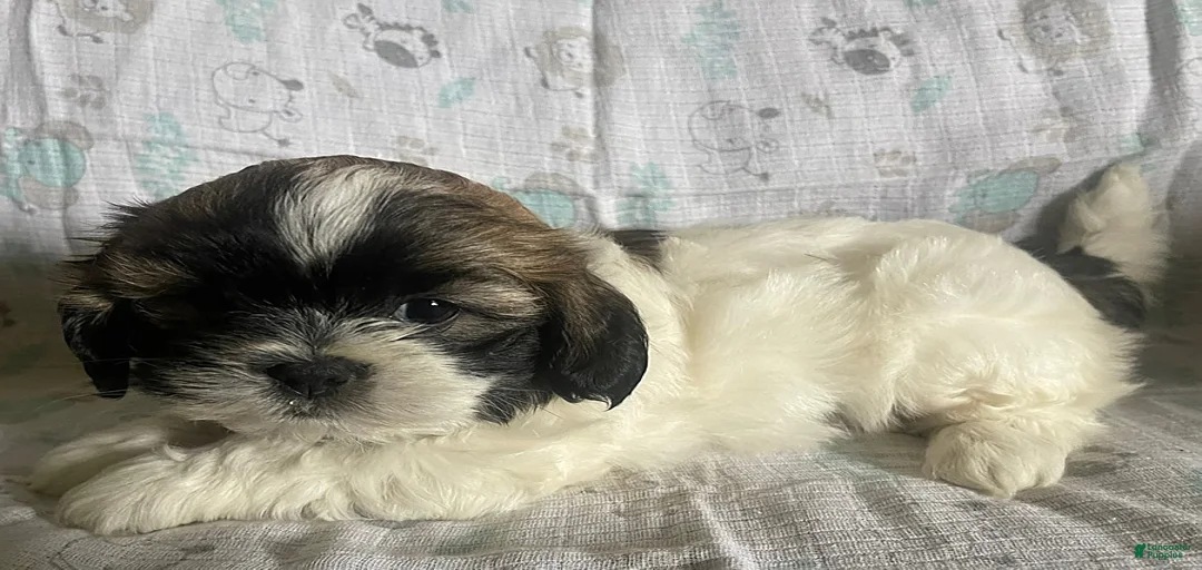 Gallery Image {{count}}