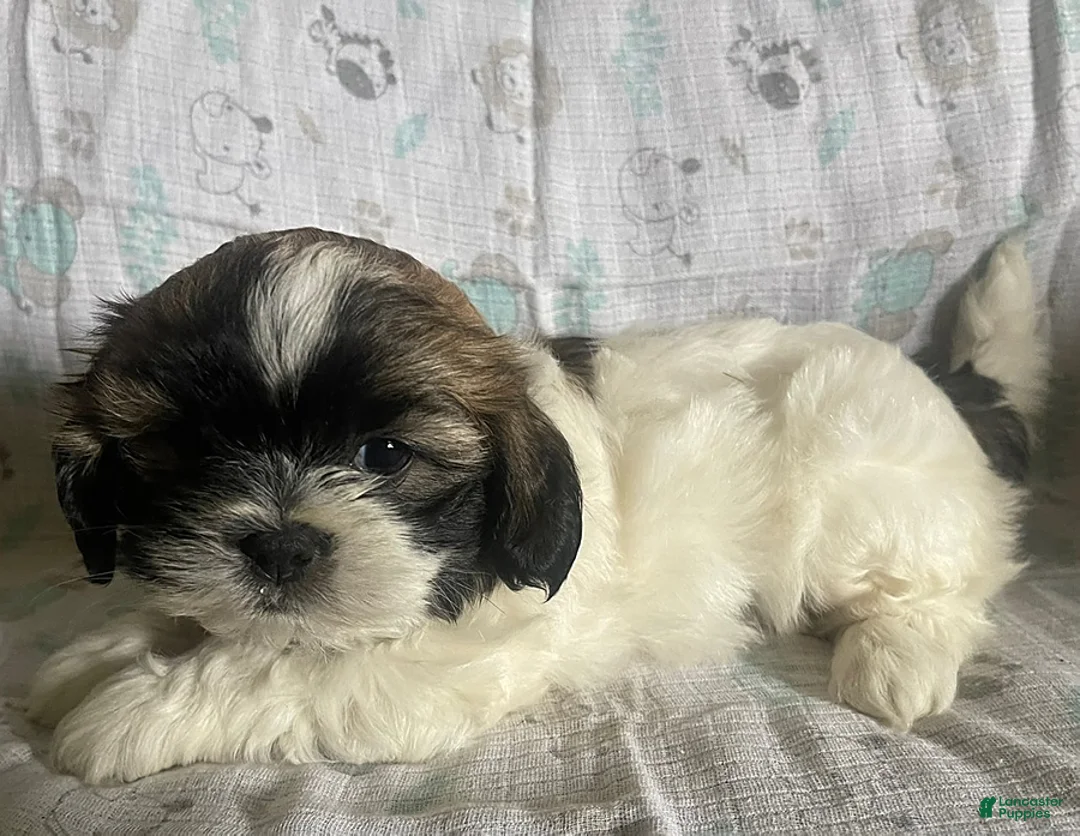 Gallery Image {{count}}