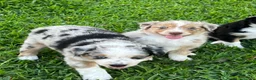 Australian Shepherd dogs for sale: Australian Shepherd Puppy 4 - Ad 4