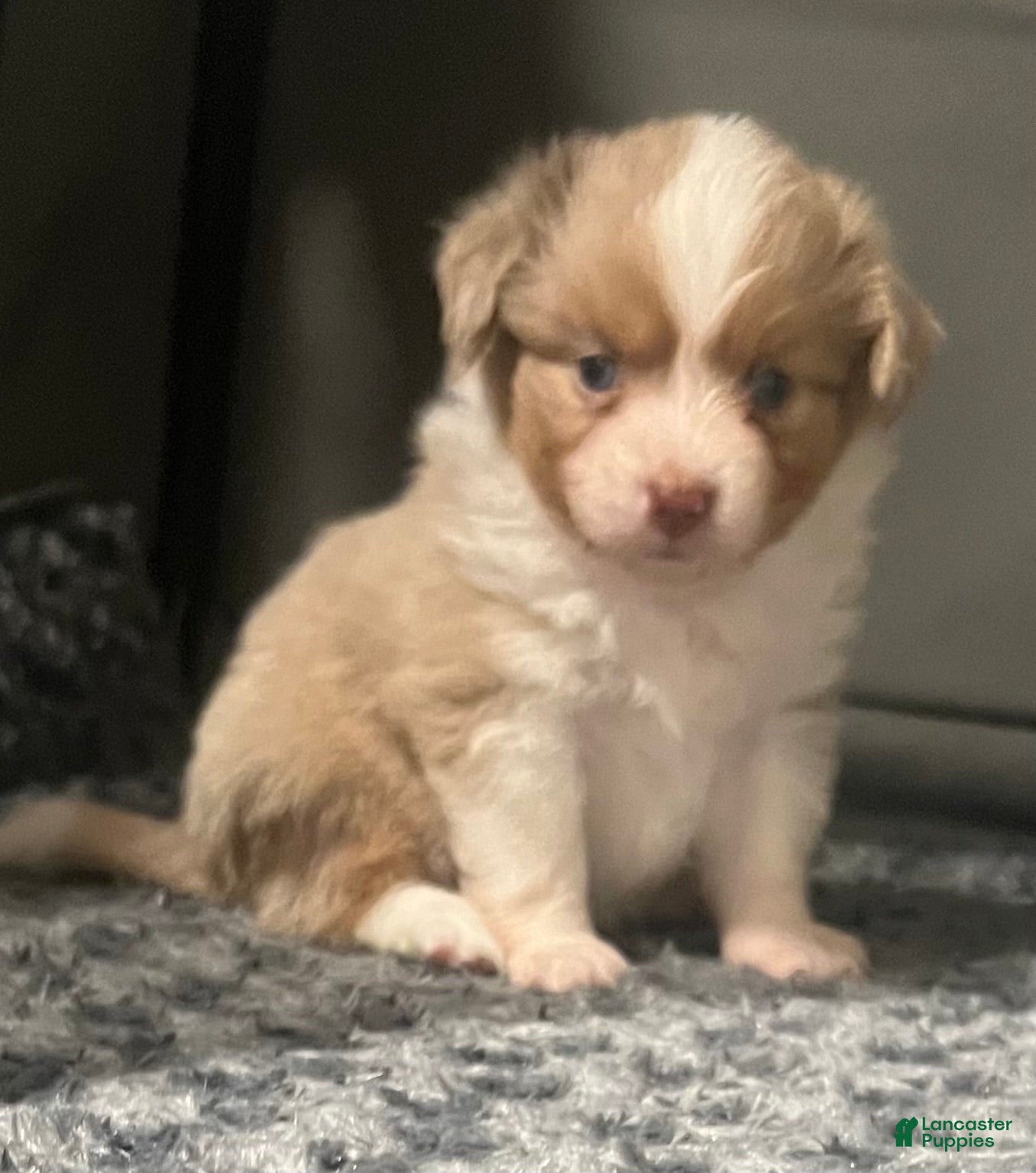 Toy Australian Shepherd dogs Toy Australian Shepherd Micky Mouse - Ad 2