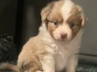 Toy Australian Shepherd dogs Toy Australian Shepherd Micky Mouse - Ad 2