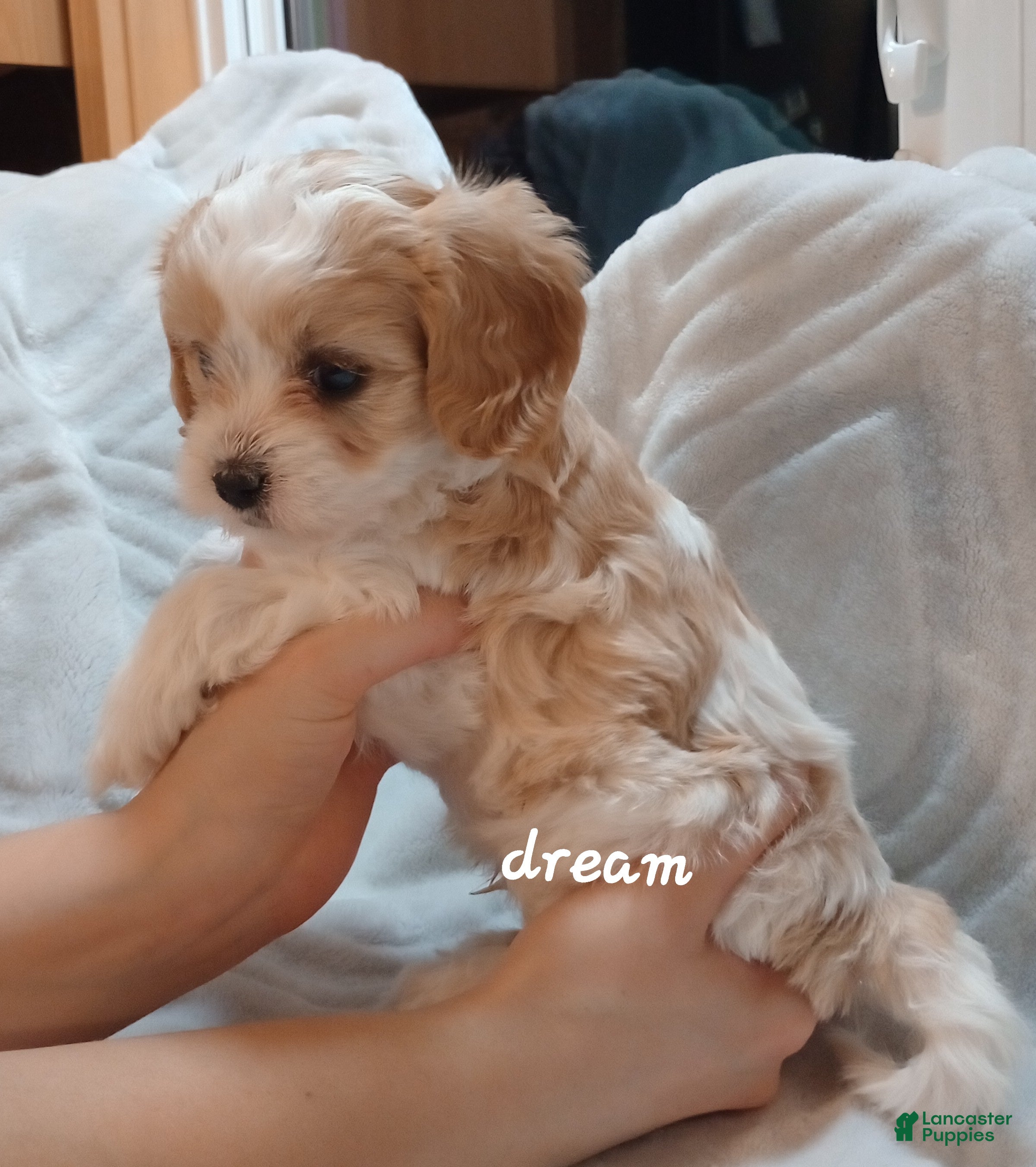 Cavapoo dogs Laramie - Ad 2
