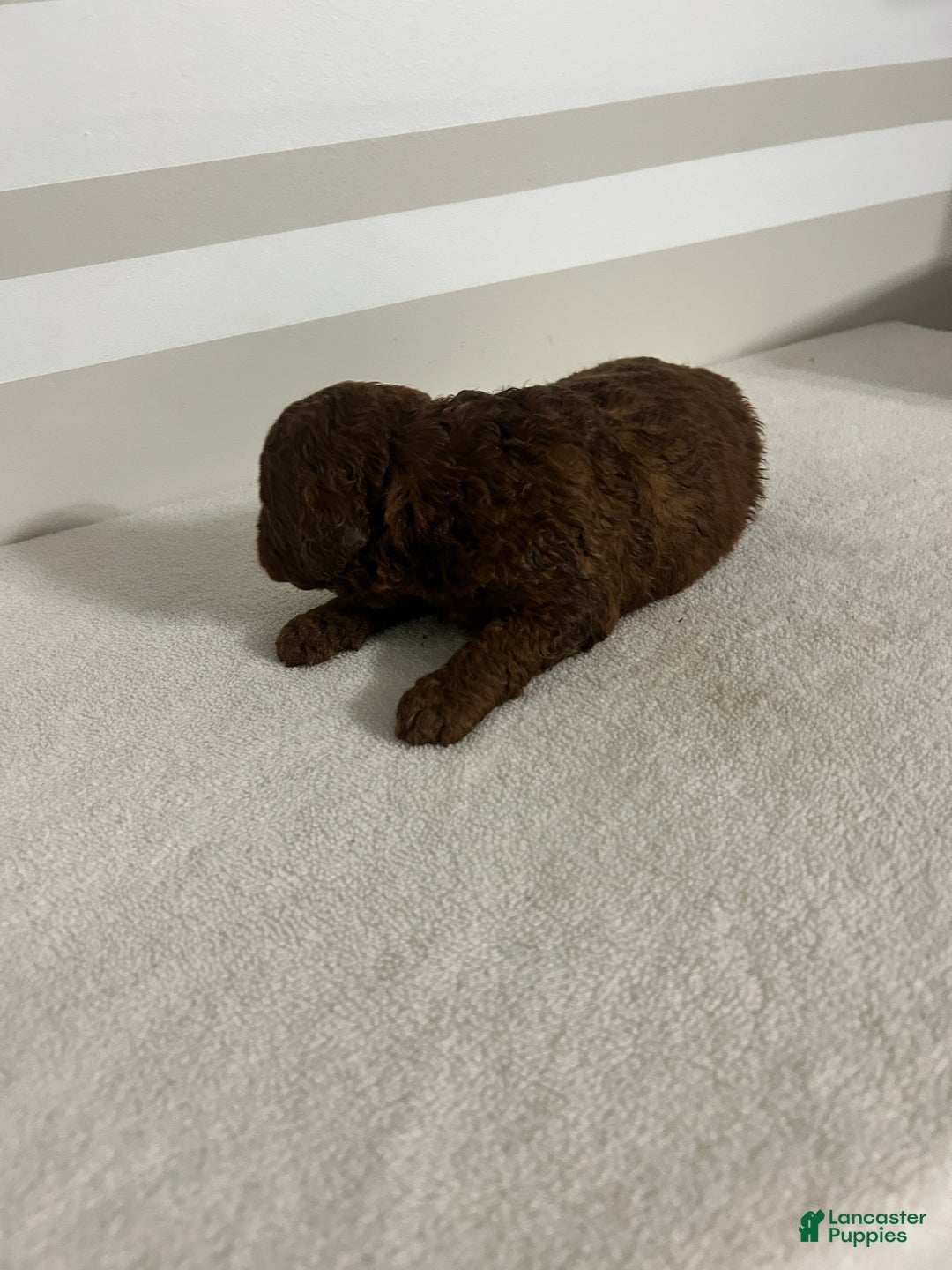 Mini Goldendoodle dogs for sale: Cameron - Ad 1