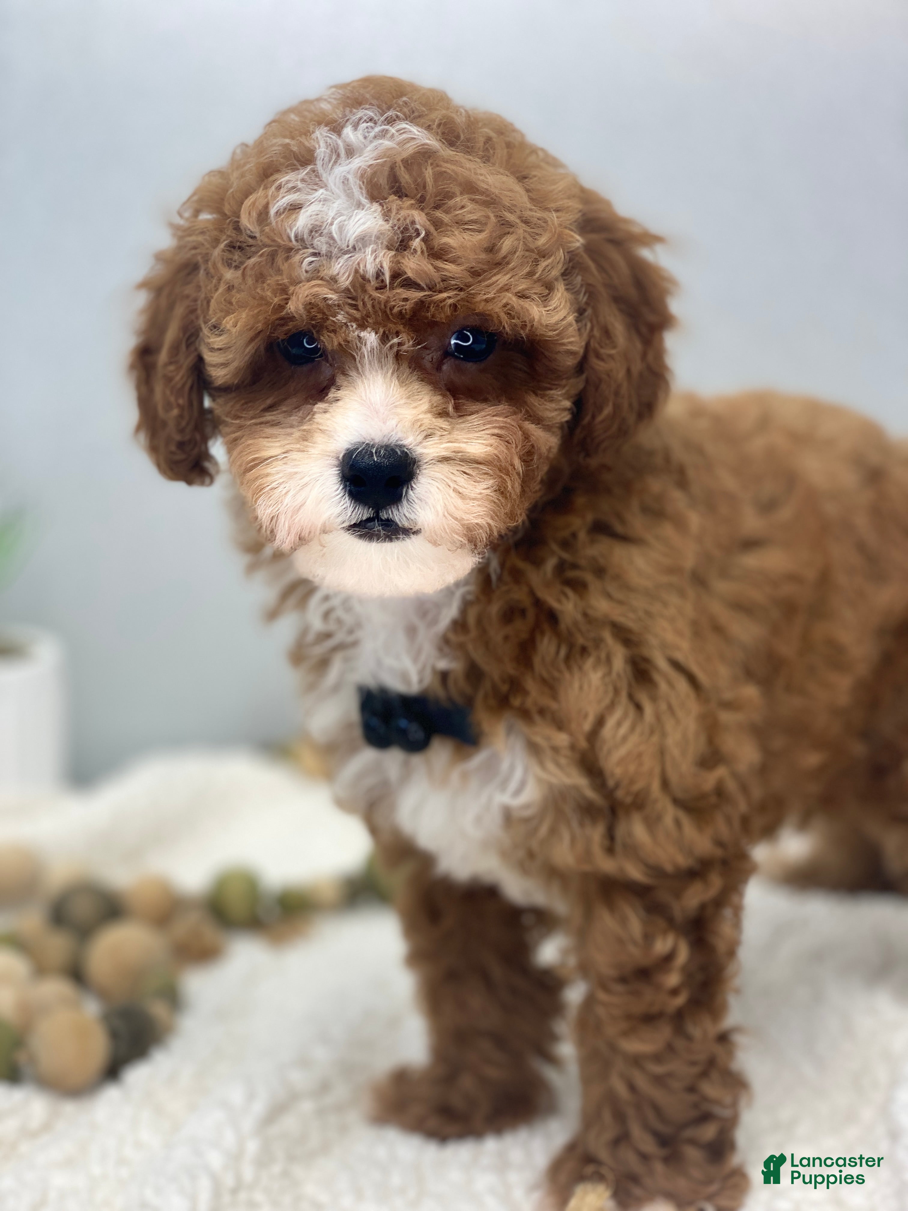 Toy Poodle dogs Jadon - Ad 2