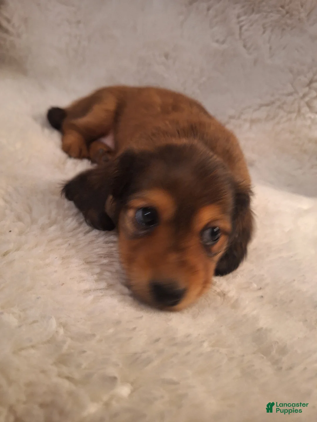 Miniature Dachshund dogs for sale: Daisy - Ad 2