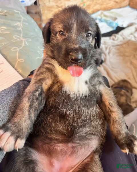 Irish Wolfhound dogs Bella 907-575-2003 - Ad 2