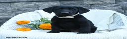Labrador Retriever dogs for sale: Matthias - Ad 5