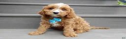 Cavapoo dogs for sale: Scout - Ad 1