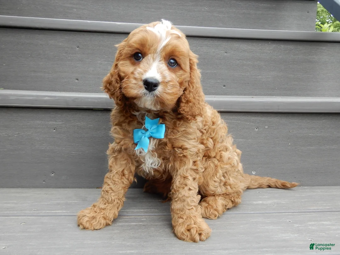 Cavapoo dogs for sale: Scout - Ad 1