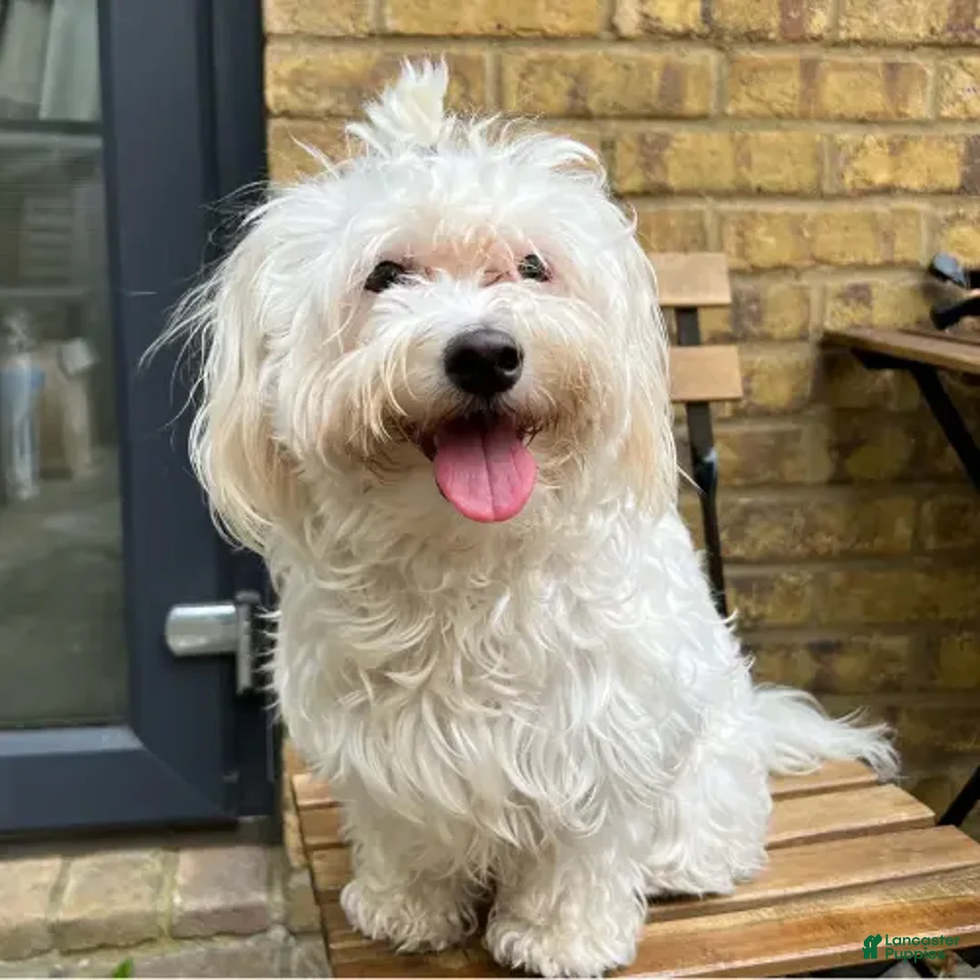 Maltipoo dogs for sale: Maltipoo Puppy 1 - Ad 7