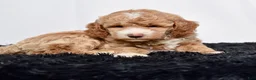 Mini Goldendoodle dogs for sale: Ms. Annabelle - Ad 3