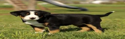 Greater Swiss Mountain Dog dogs for sale: Reba  - Ad 3