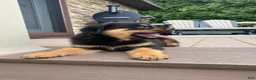 Rottweiler dogs for sale: Lulu - Ad 5