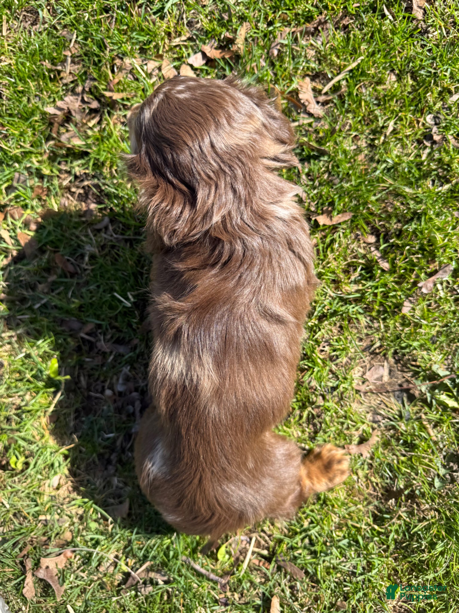 Miniature Dachshund dogs Bentley  - Ad 2