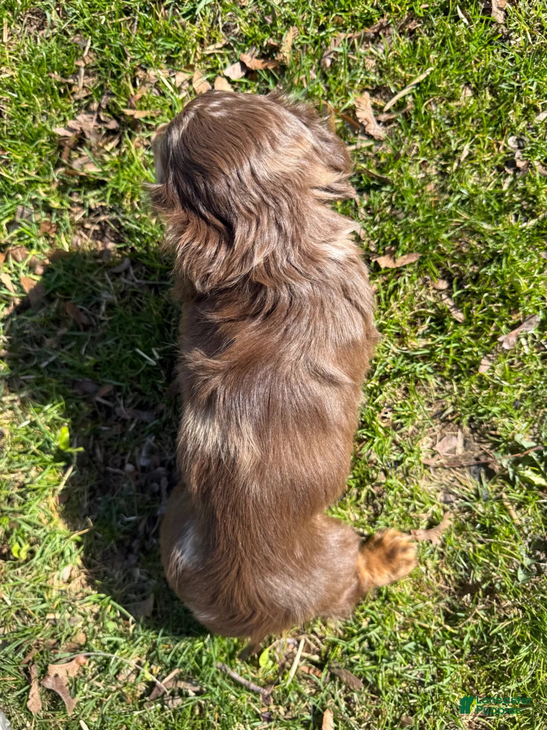 Miniature Dachshund dogs for sale: Bentley  - Ad 2