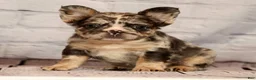 French Bulldog dogs for sale: GiGi - Ad 2