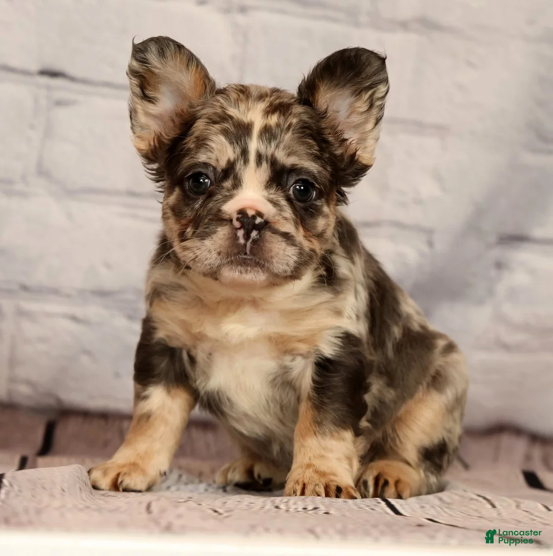 French Bulldog dogs for sale: GiGi - Ad 2
