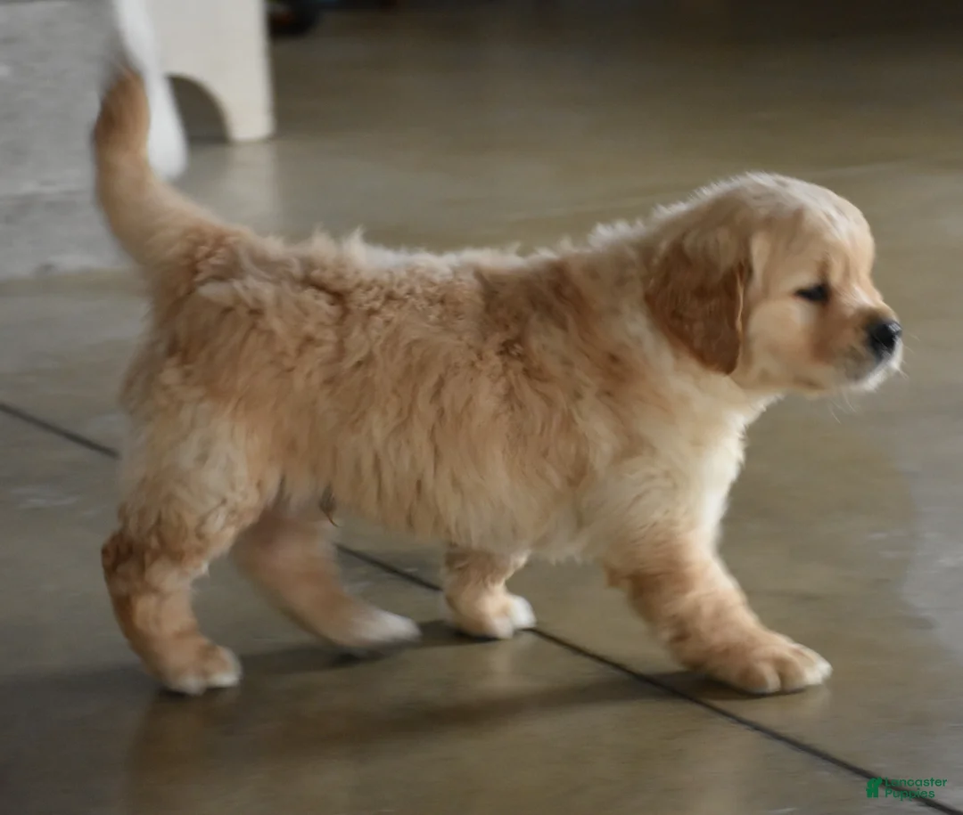 Golden Retriever dogs for sale: Buster  Genteic/OFA - Ad 14