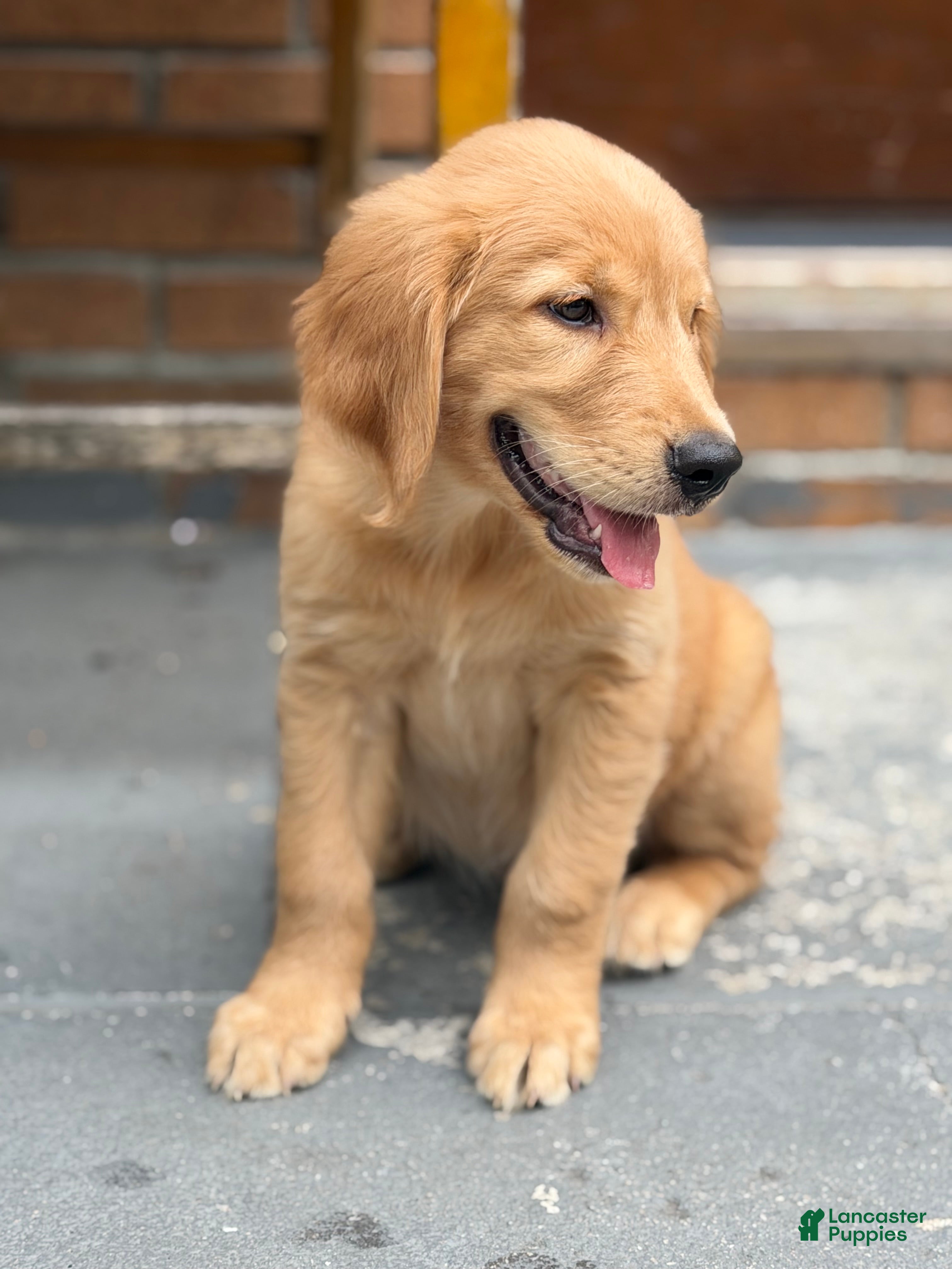 Golden Retriever dogs Golden Retriever 1 - Ad 2