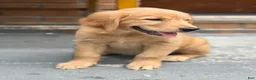 Golden Retriever dogs for sale: Golden Retriever 1 - Ad 2