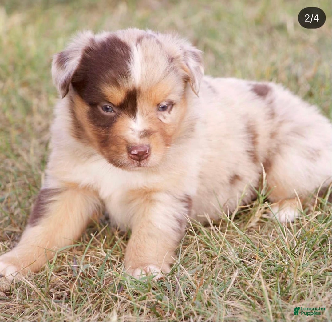 Gallery Image {{count}}