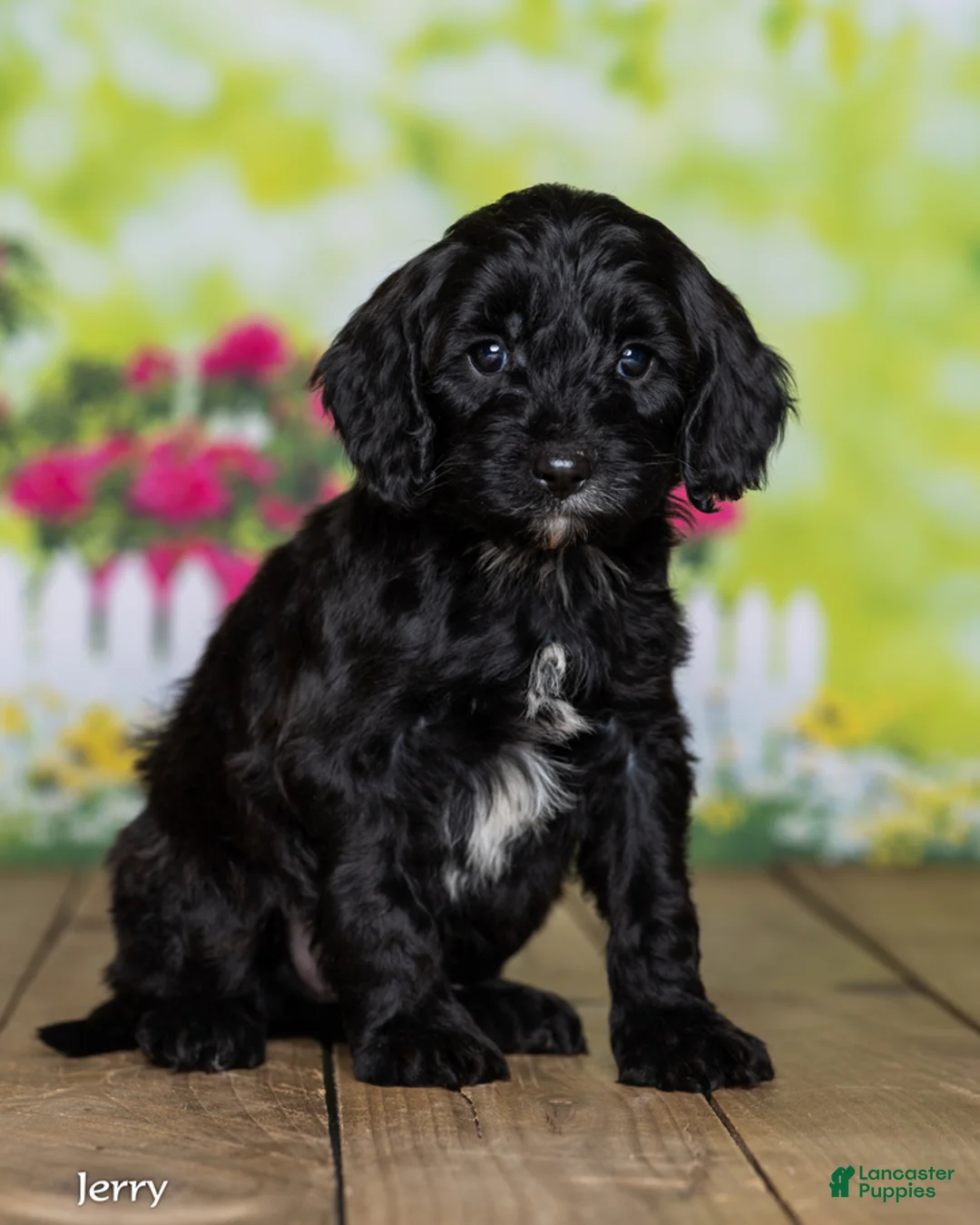 Cavapoo dogs for sale: Jerry - Ad 1