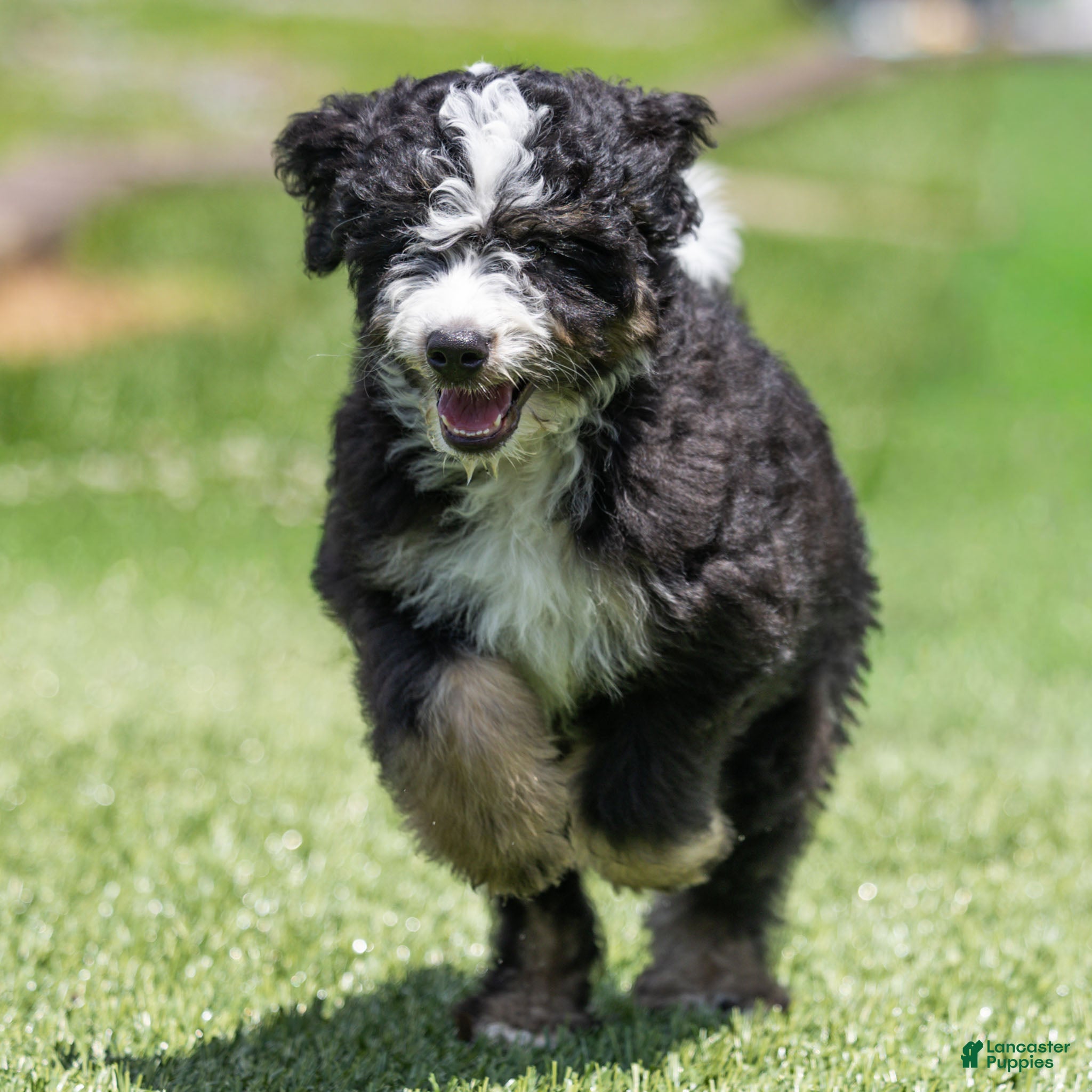 Bernedoodle dogs Brooks Bernedoodle Puppy  - Ad 1