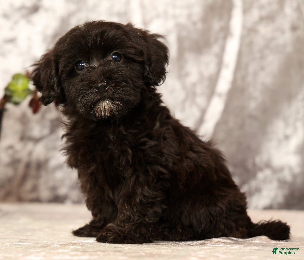 Havapoo dogs Rayna - Ad 1