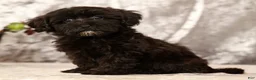 Havapoo dogs for sale: Rayna - Ad 1