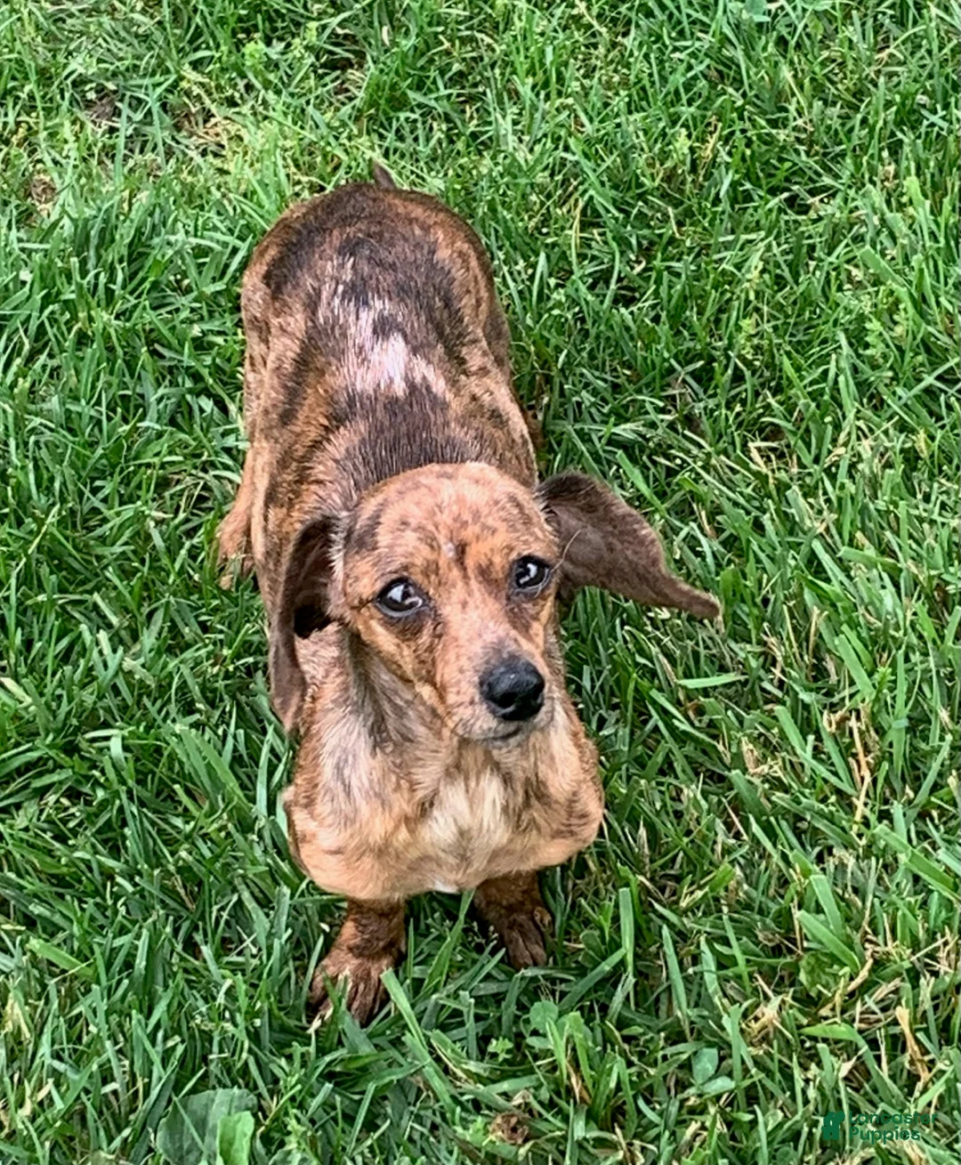 Chiweenie dogs for sale: Beatrice - Ad 10