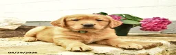 Golden Retriever dogs for sale: Cash  - Ad 3