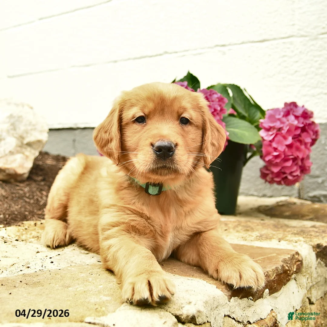 Golden Retriever dogs for sale: Cash  - Ad 3
