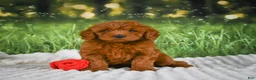 Mini Goldendoodle dogs for sale: Remi - Ad 3