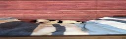 Maltipoo dogs for sale: elsie - Ad 4