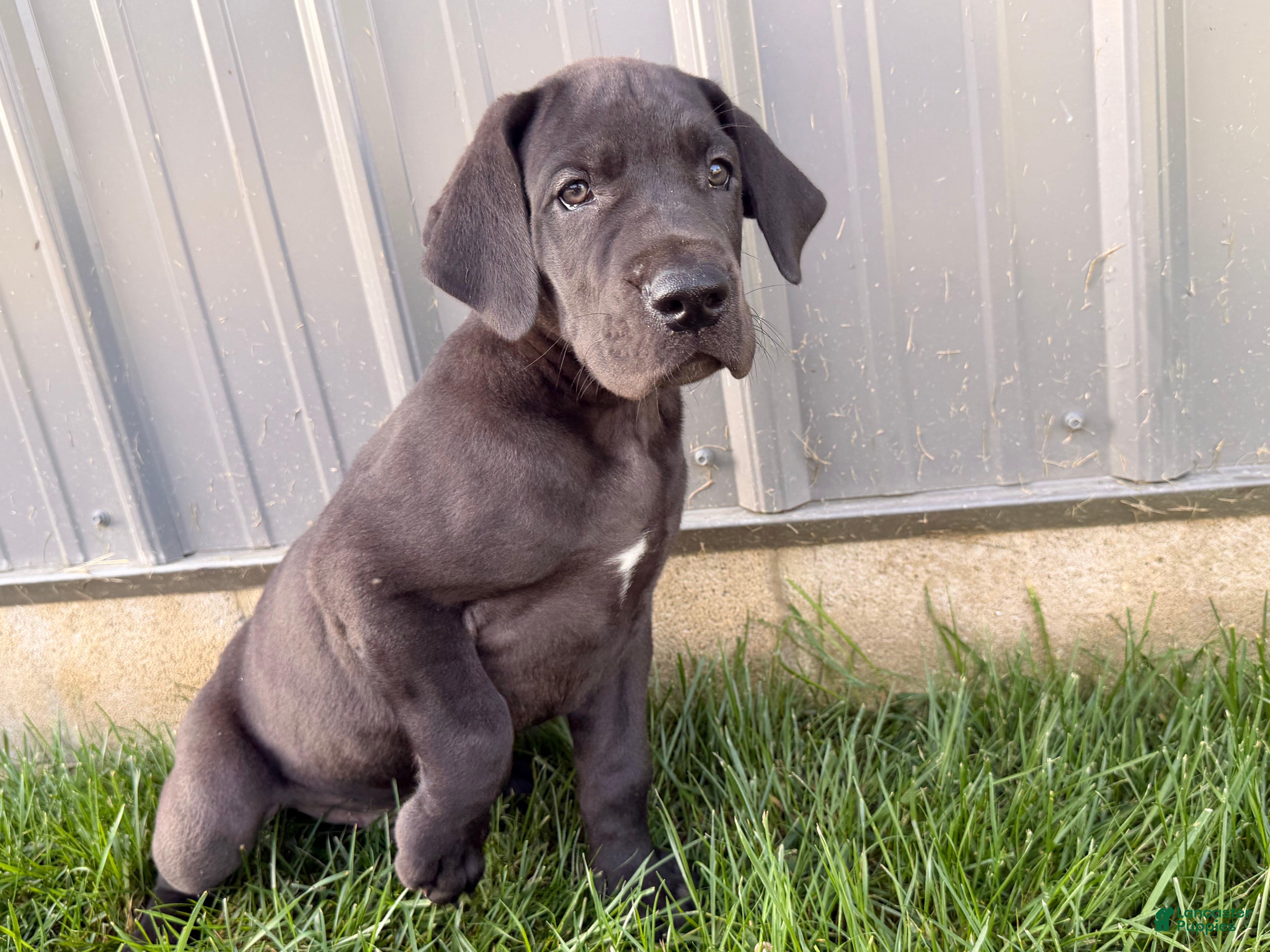 Great Dane dogs Lenny - Ad 1