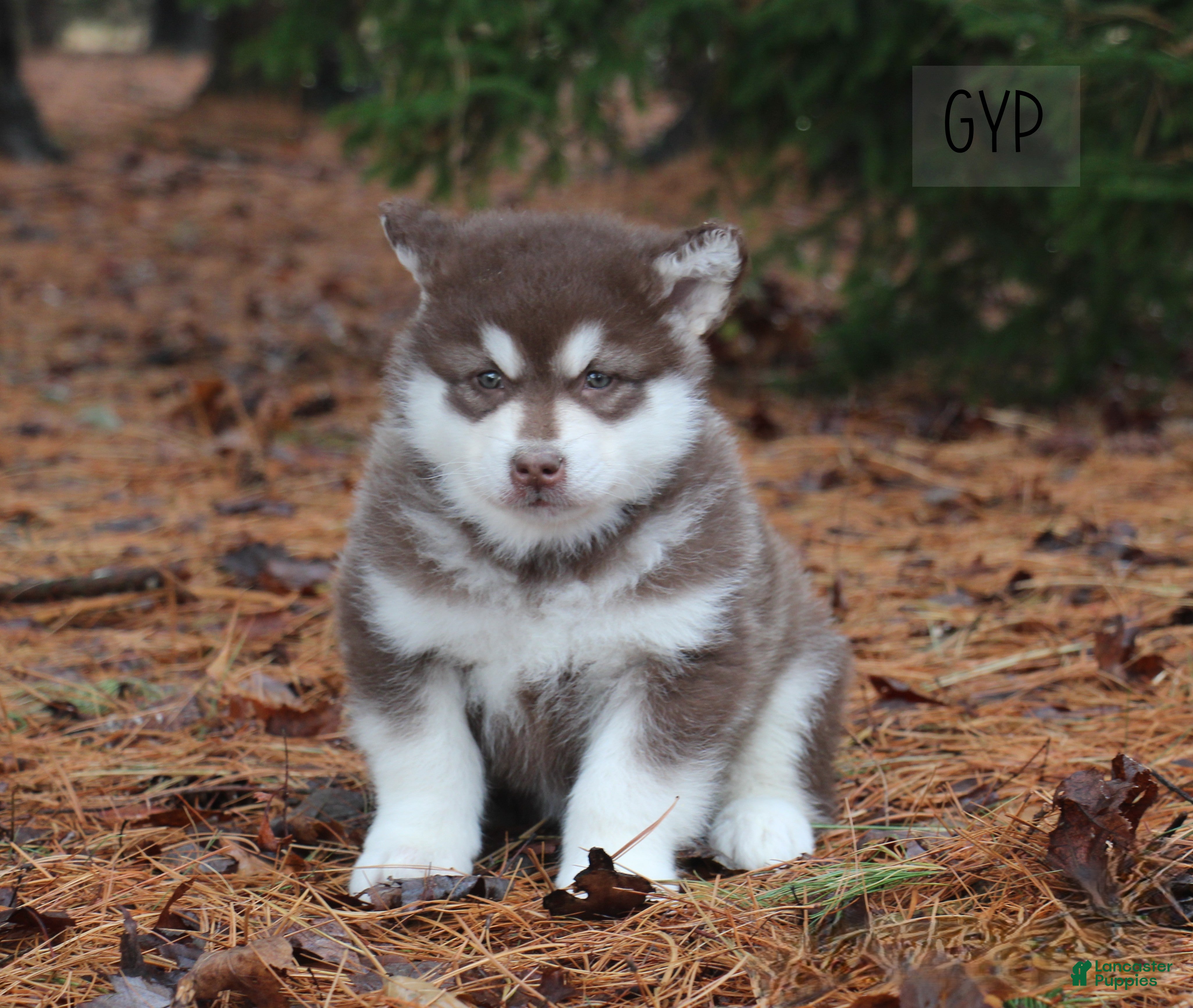 Alaskan Malamute dogs Gip - Ad 1