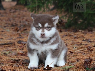 Alaskan Malamute dogs Gip - Ad 1