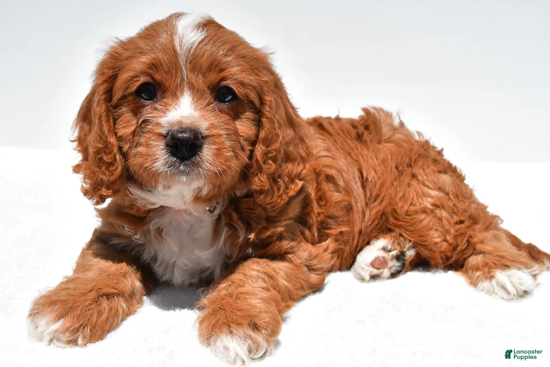 Cavapoo dogs for sale: Molly - Ad 1