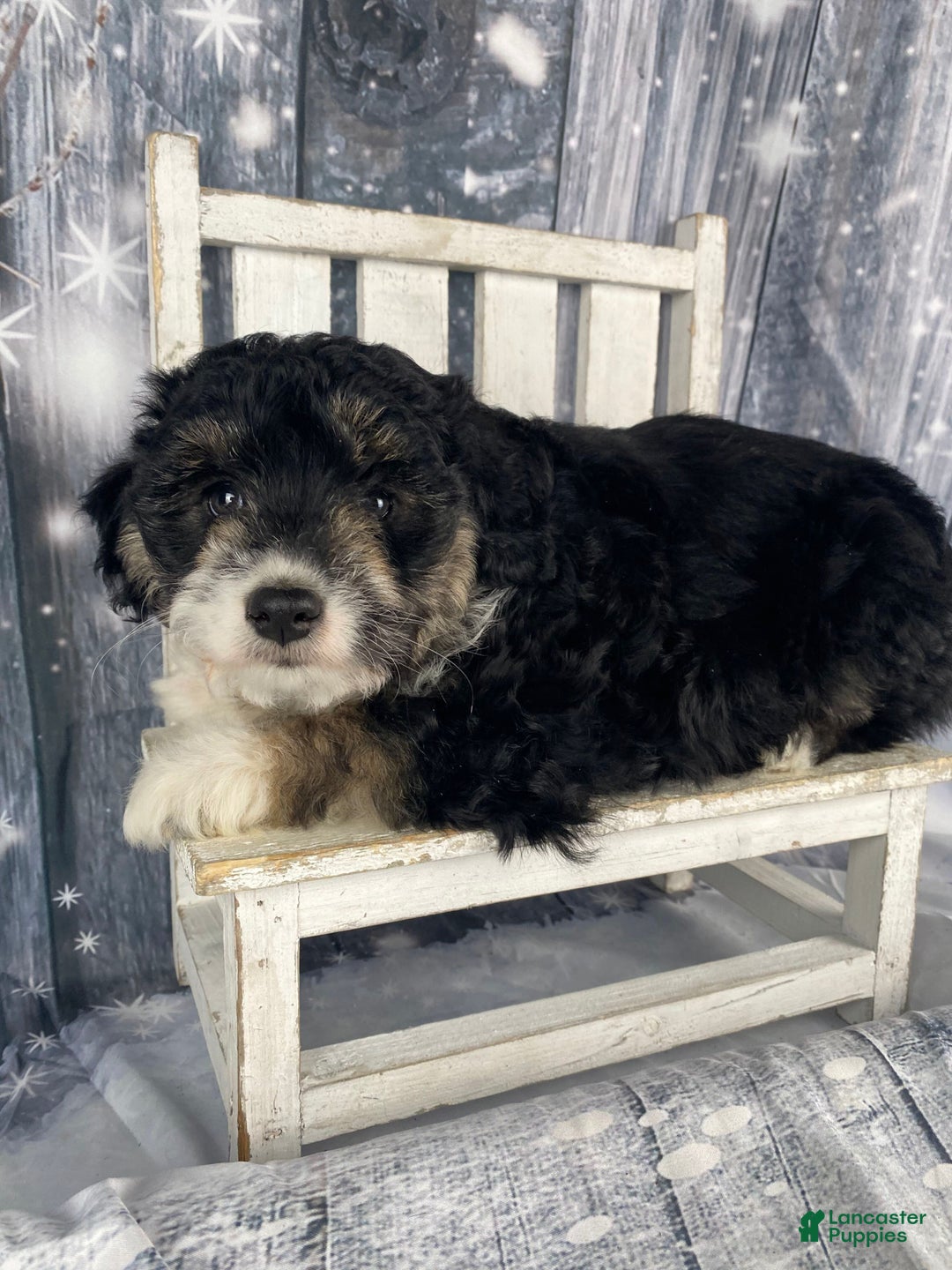 Aussiedoodle dogs for sale: Sara - Ad 2