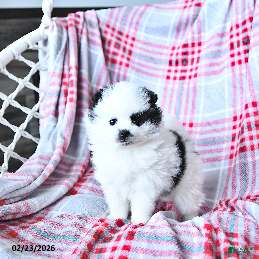 Pomeranian dogs Lillie - Ad 1