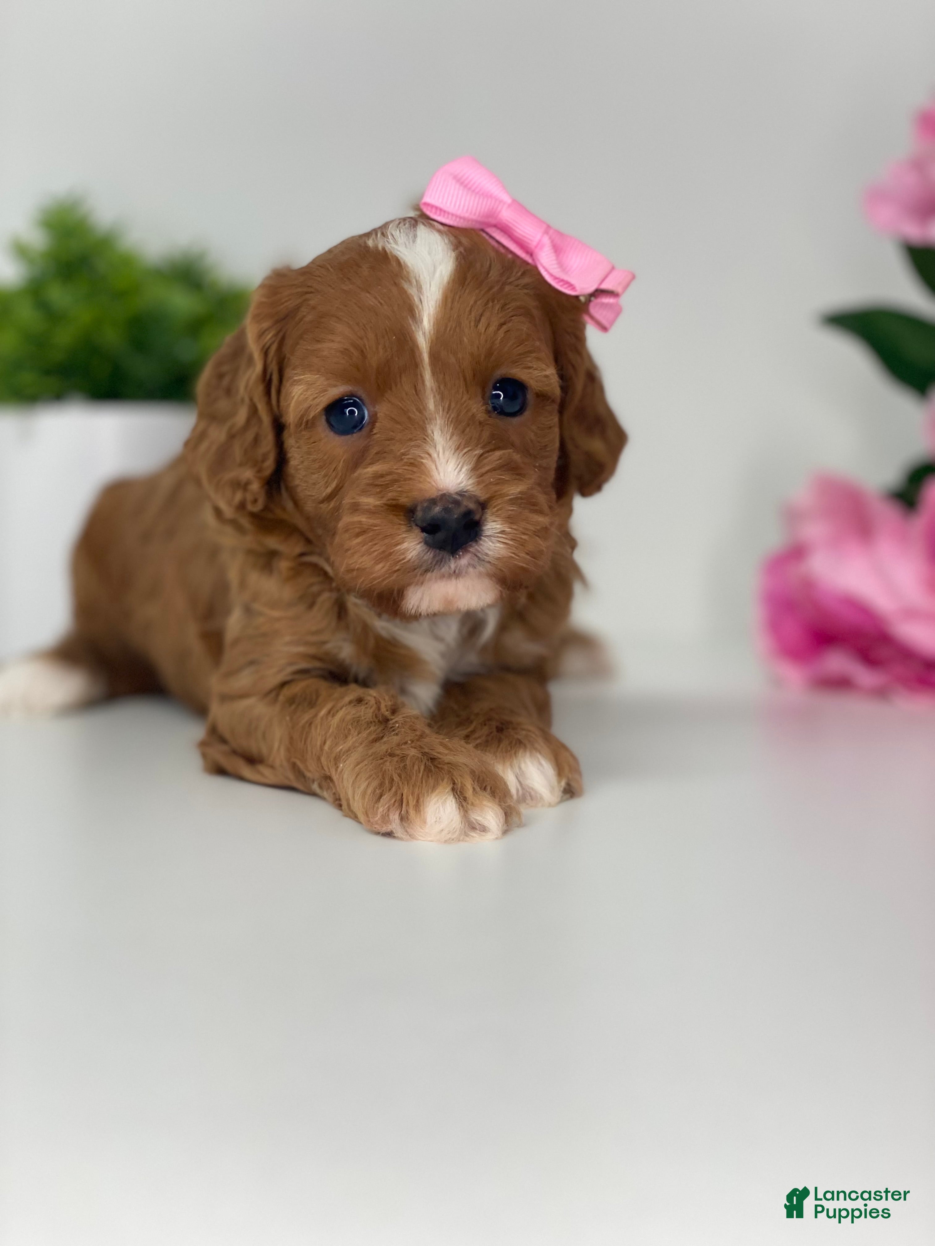 Cavapoo dogs Kallie - Ad 1
