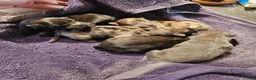 Chow Chow dogs for sale: Merle Rough Male  - Ad 4