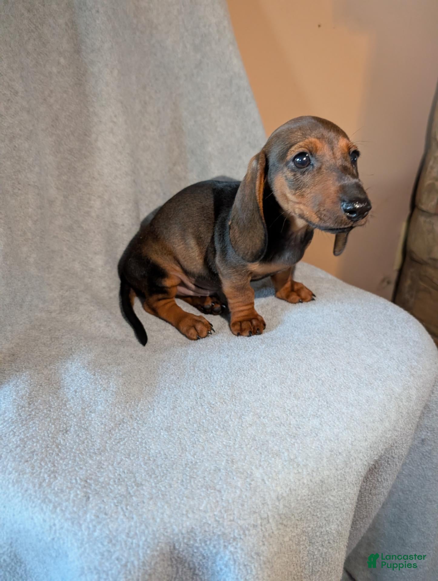 Dachshund dogs Dachshund 1 - Ad 2