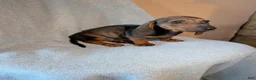 Dachshund dogs for sale: Dachshund 1 - Ad 2