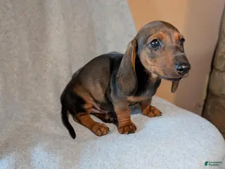 Dachshund dogs Dachshund 1 - Ad 2